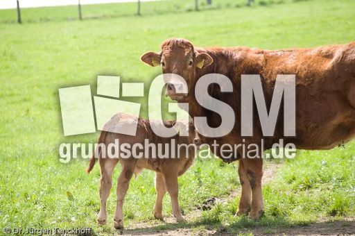 Hausrind (62 von 174).jpg